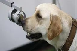  سگ های کرونایاب در تایلند 