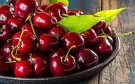 میدونستی چیدن میوه با ماشین آلات کشاورزی چطوریه؟ | لحظه چیدن گیلاس ها از درخت رو توسط ماشین ببینید | یک دونه گیلاس هم حروم نشد! +ویدئو