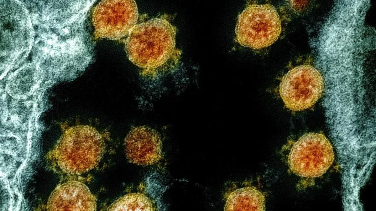  ویروس جهش یافته ۶ برابر بیشتر توانایی سرایت به انسان‌ها را دارد.