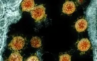  ویروس جهش یافته ۶ برابر بیشتر توانایی سرایت به انسان‌ها را دارد.