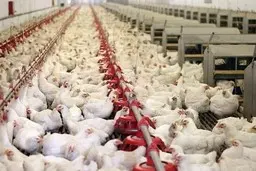 بحران قطعی برق تولید مرغ را با مشکل مواجه کرد| چرا تولید مرغ تحت تاثیر قطعی برق است؟!

