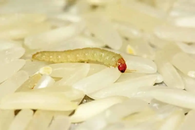 می‌خوای از شر کرم برنج خلاص شی؟ | راهکار تضمینی از بین برن کرم برنج+ویدئو