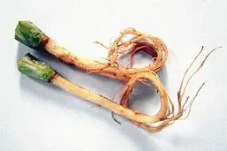 خواص شگفت‌انگیز ریشه گیاه گشنیز که تا به حال نمی‌دانستید 