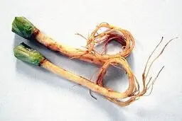 خواص شگفت‌انگیز ریشه گیاه گشنیز که تا به حال نمی‌دانستید 