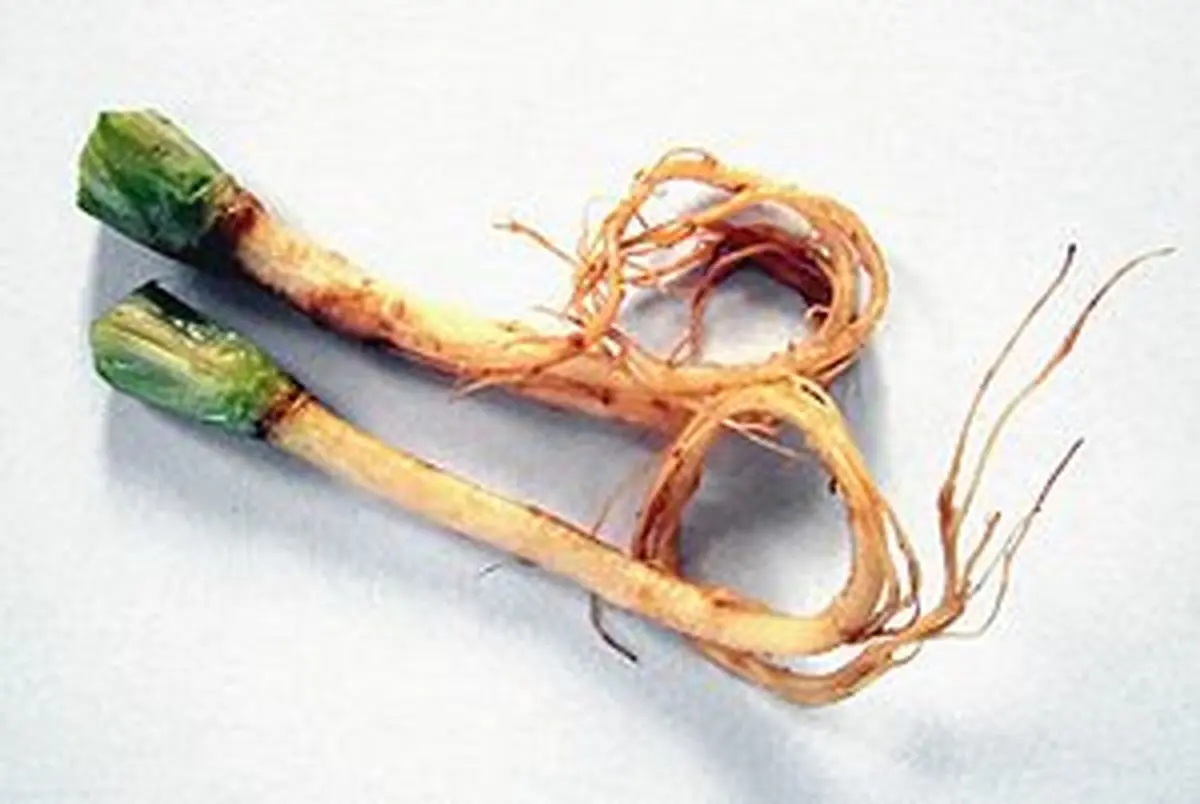 خواص شگفت‌انگیز ریشه گیاه گشنیز که تا به حال نمی‌دانستید 