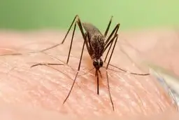 تب دانگ خطرناک از چیزی که فکرش را کنید | راه‌های پیشگیری از تب دانگ +ویدئو