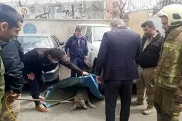یک گرگ درنده در قلب تهران به دام افتاد+ عکس 