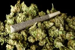 علف و اثرات این مخدر همیشه در دسترس!