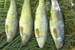 این ماهی‌ را هرگز نخورید! | سم مهلکی که پختن از بین نمی‌برد +ویدئو