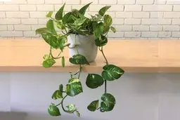 پتوس: یه رونده‌ی دوست داشتنی و کم‌توقع! | همه چیز درباره نگهداری گیاه پتوس +ویدئو