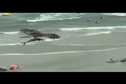 سال ۲۰۲۰ اونقدر خفنه که عقاب‌ها کوسه شکار می‌کنند!  + ویدئو