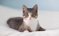 مهارت قابل توجه یک گربه در بالا رفتن از دیوار با یک بچه در دهان!+ ویدئو 