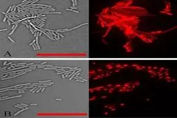 آیا پروتئین‌های گیاهی قاتل باکتری‌ها هستند؟ 