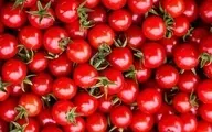 گوجه فرنگی به عراق صادر می شود| مجوز صادرات گوجه فرنگی صادر شد


