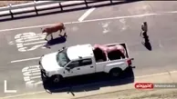 یک گاو فراری شهر را به هم ریخت!+ویدئو