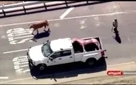 یک گاو فراری شهر را به هم ریخت!+ویدئو