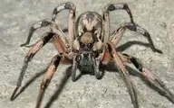  لحظه عجیب به دام انداختن یک مار توسط عنکبوت! +فیلم
