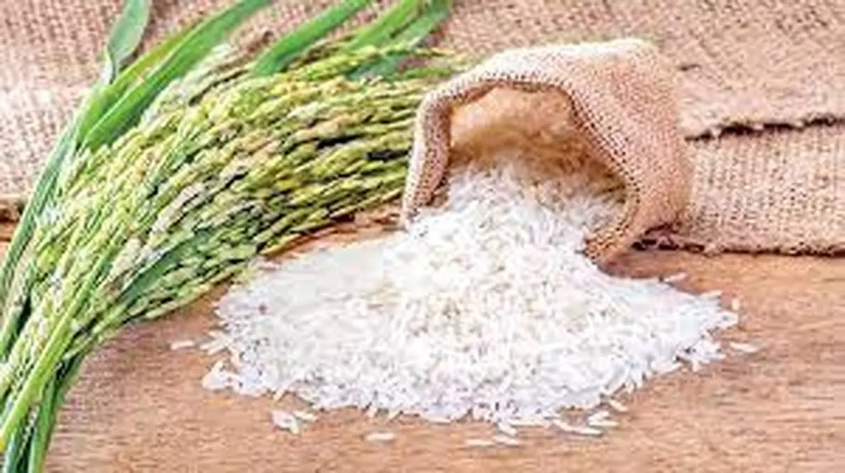 قیمت برنج ایرانی باز هم قد کشید