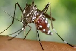 به راحتی از شر پشه ها خلاص شوید | ترفندهایی  برای  دفع پشه های مزاحم 