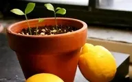  روش سبز کردن دانه های گیاهی برای سفره هفت سین