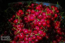 برداشت گیلاس از باغهای بخش گرکن