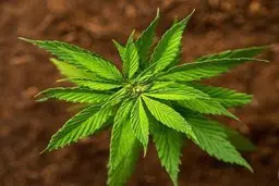 خطرناکترین گُل جهان | این گل ذره ذره وجودتان را از بین می برد