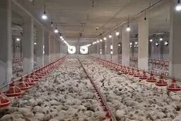 فروش مرغ زنده کیلویی ۵۸ هزار تومان با ترس و لرز