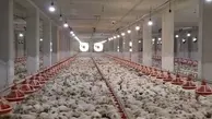 فروش مرغ زنده کیلویی ۵۸ هزار تومان با ترس و لرز