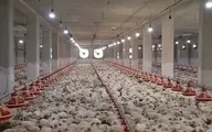 فروش مرغ زنده کیلویی ۵۸ هزار تومان با ترس و لرز