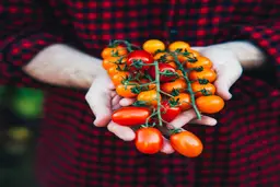 کاشت گوجه فرنگی با 4 روش در گلدان و بطری نوشابه + فصل کاشت 