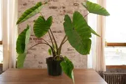 اگه گیاه بابا آدم داری و برگ‌هاش زرد شده ببین | همه چیز درباره نگهداری بابا آدم (آلوکازیا)  +ویدئو