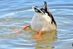 به حیوانات نان ندهید! | همه چیز درباره‌ی غذا دادن به حیوانات