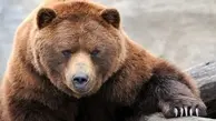 حمله یک خرس قهوه‌ای به قرق‌بان افتخاری در کهگیلویه 