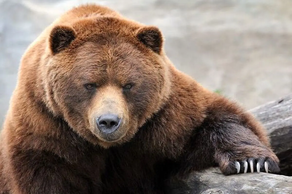 لاشه دو خرس قهوه‌ای در مرو دشت پیدا شد | کشف جنازه خرس های قهوه‌ای