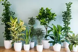 گیاهان آپارتمانی که به نور نیاز ندارند