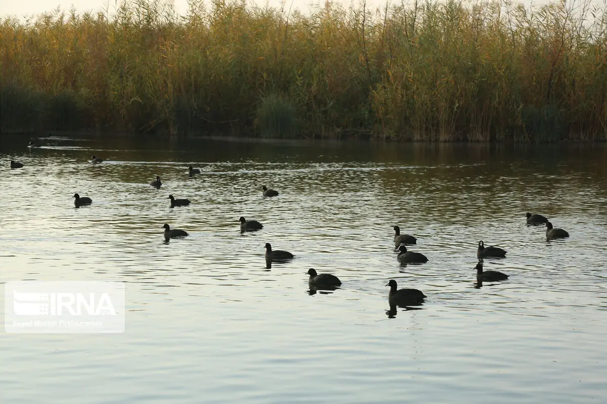 مهاجرت پرندگان به تالاب ناصری خرمشهر آغاز شد