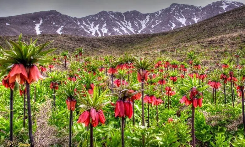 خوانسار | از بهترین جاهای ایران در تابستان 