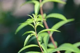 با گیاهی موثر سیستم ایمنی بدن خود را تقویت کنید