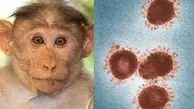 شناسایی دو مورد جدید ابتلا به بیماری "آبله میمون" 