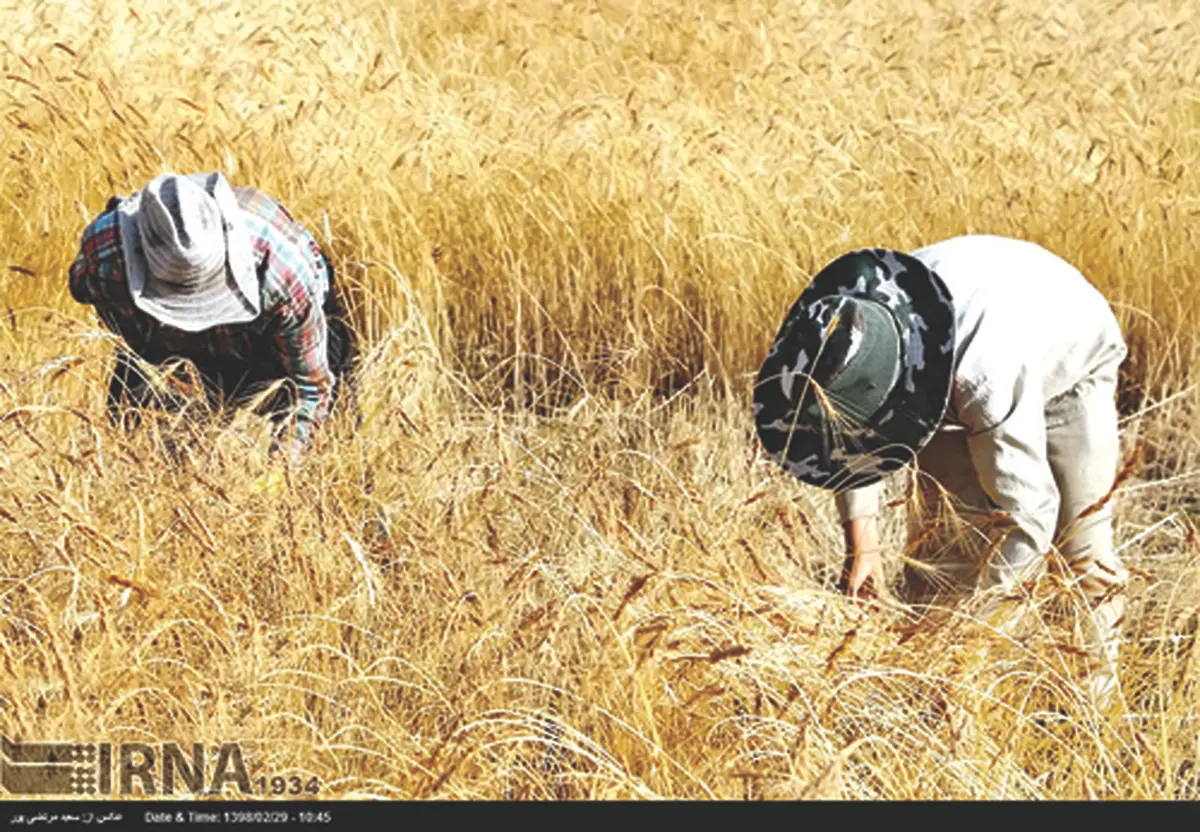 دَر به همین پاشنه بچرخد گندم نمی‌کاریم
