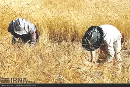 دَر به همین پاشنه بچرخد گندم نمی‌کاریم