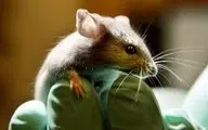 دانشمندان آلمانی موش‌های دچار فلج حرکتی را درمان کردند 