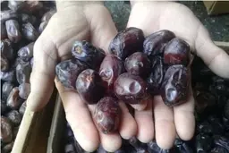 
هر کیلوگرم رطب به ۷۰ هزار تومان رسید
