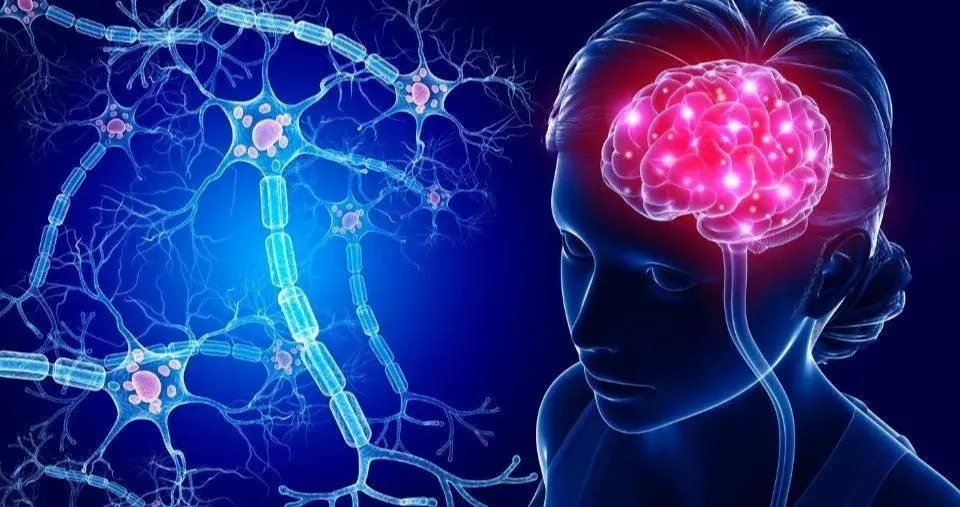 وقتی کسی بخشی از مغز ما می شود  | دلبستگی، بازنویسی نقشه‌ مغز با نام یک نفر!