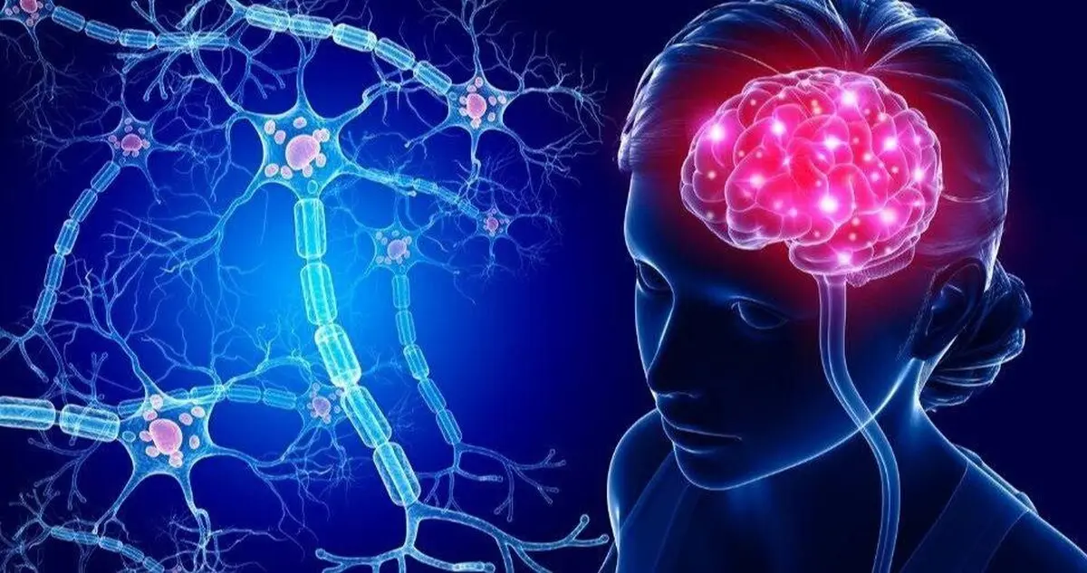 وقتی کسی بخشی از مغز ما می شود  | دلبستگی، بازنویسی نقشه‌ مغز با نام یک نفر!