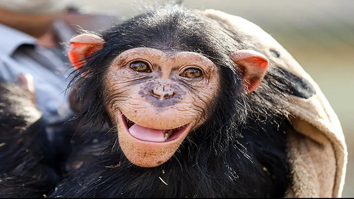 قدردانی شامپانزه‌ از عکاس فرانسوی | دست‌های مرد را شست! | زیبایی‌های حیات وحش را ببینید +ویدئو