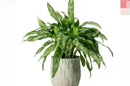 با نگهداری این گیاهان در تابستان نیازی به کولر ندارید! | گیاهان خنک کننده هوا +اینفوگرافیک