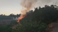 پارک پردیسان تهران در آتش سوخت | آتش‌سوزی مهیب در پارک پردیسان+ویدئو