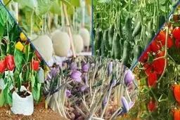 سالانه بالغ بر ۵۰۰ تن محصول گلخانه‌ای در اقلید تولید می‌شود