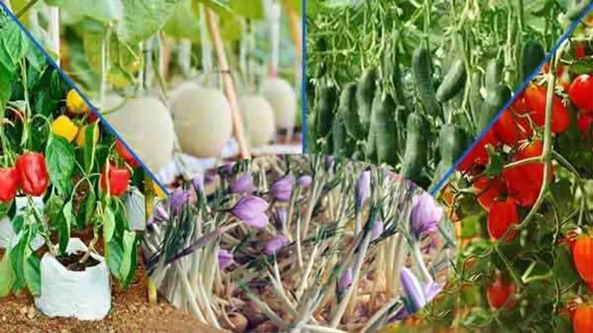 سالانه بالغ بر ۵۰۰ تن محصول گلخانه‌ای در اقلید تولید می‌شود